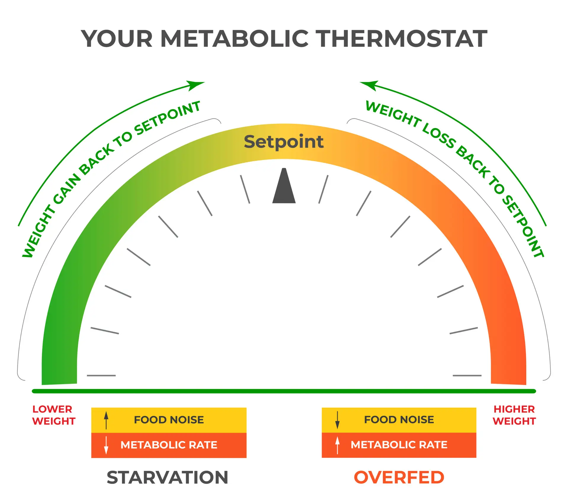 Your Metabolic Thermostat